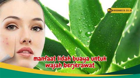 7 Rahasia Wajah Mulus Bebas Jerawat dengan Bahan Alami! 7 Rahasia Wajah Mulus Bebas Jerawat dengan Bahan Alami!